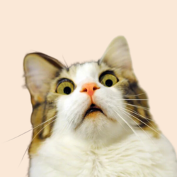 wut